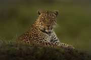 Lorian  in all her beauty  |  Maasai Mara 2017
