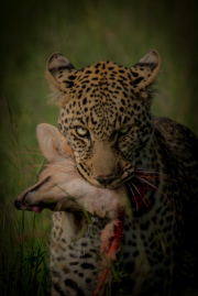 Leopard and jackal  |  Maasai Mara 2017