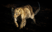 Leopard cub walking into morning light  |  Maasai Mara 2019