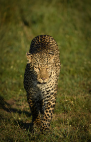 Hooded eye  |  Maasai Mara 2019