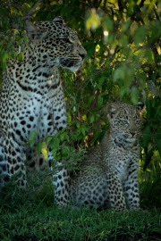 Fig & Figlet  |  Maasai Mara 2019