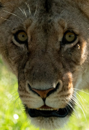 Lioness portrait  |  Maasai Mara 2019