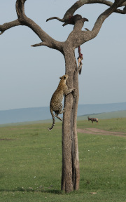 Back for seconds  |  Maasai Mara 2017