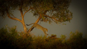 Leap of Faith  |  Maasai Mara 2019