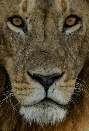 Lion portrait  |  Maasai Mara 2019