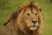 Young male  |  Maasai Mara 2017