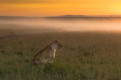 Misty Mara Morning  |  Maasai Mara 2017