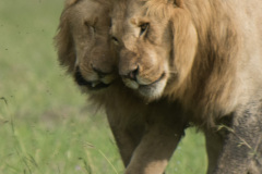 Brothers #2  |  Maasai Mara 2019