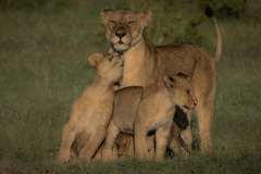 Mother & cubs  |  Maasai Mara 2017