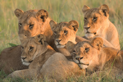 Lionesses in morning light  |  Maasai Mara 2017