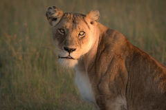 Beautiful lioness  |  Maasai Mara 2017