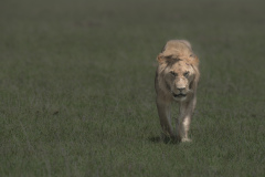 Young male  |  Maasai Mara 2017