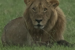 And the rain came down  |  Maasai Mara 2017