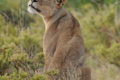 The Plane!  |  Maasai Mara 2012