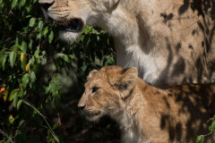 Mother & cub  |  Maasai Mara 2017