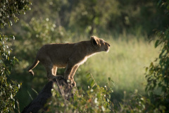 Cub surveying his world from a termite mound  |  Maasai Mara 2017