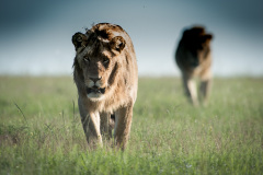 My shadow  |  Maasai Mara 2019