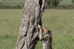 Young male cheetah  |  Maasai Mara 2017