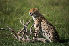 Young male cheetah  |  Maasai Mara 2019