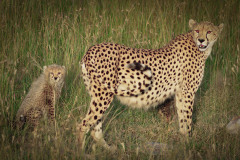 Cheetah & cub  |  Maasai Mara 2017