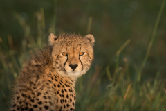 Those eyes  |  Maasai Mara 2017