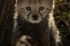 Young cheetah cub  |  Maasai Mara 2019