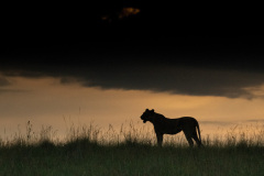 Lioness in silhouette  |  Maasai Mara 2019