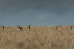 The Fast Five  |  Maasai Mara 2019