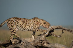 Curiosity  |  Maasai Mara 2019