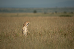 Is there anybody out there?  |  Maasai Mara 2019
