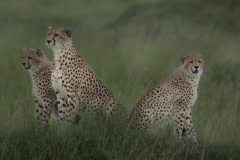Imani and cubs  |  Maasai Mara 2017