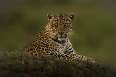 Lorian  in all her beauty  |  Maasai Mara 2017