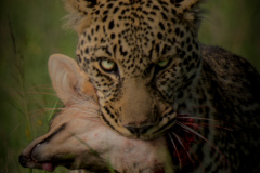 Leopard and jackal  |  Maasai Mara 2017