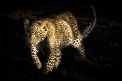 Leopard cub walking into morning light  |  Maasai Mara 2019