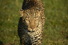 Hooded eye  |  Maasai Mara 2019