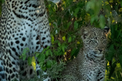 Fig & Figlet  |  Maasai Mara 2019