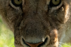 Lioness portrait  |  Maasai Mara 2019