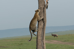 Back for seconds  |  Maasai Mara 2017