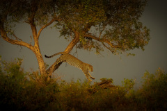 Leap of Faith  |  Maasai Mara 2019