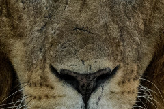 Lion portrait  |  Maasai Mara 2019