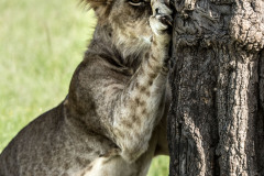 I see you  |  Maasai Mara 2017