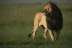 Future King  |  Maasai Mara 2017