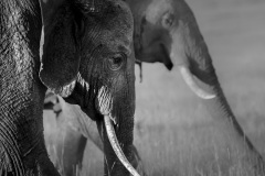 Magnificent Elephants  |  Maasai Mara National Park 2019