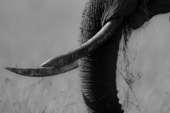 Tusks  |  Maasai Mara National Park 2019