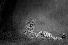 Cheetah  |  Maasai Mara National Park 2019