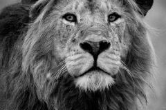 Young male lion |  Maasai Mara National Park 2019