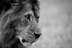 The flies  |  Maasai Mara National Park 2019