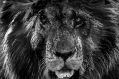 Scar  |  Maasai Mara National Park 2019
