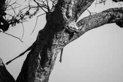 The Kill  |  Maasai Mara National Park 2019