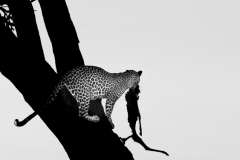 Keeping the kill  |  Maasai Mara National Park 2019